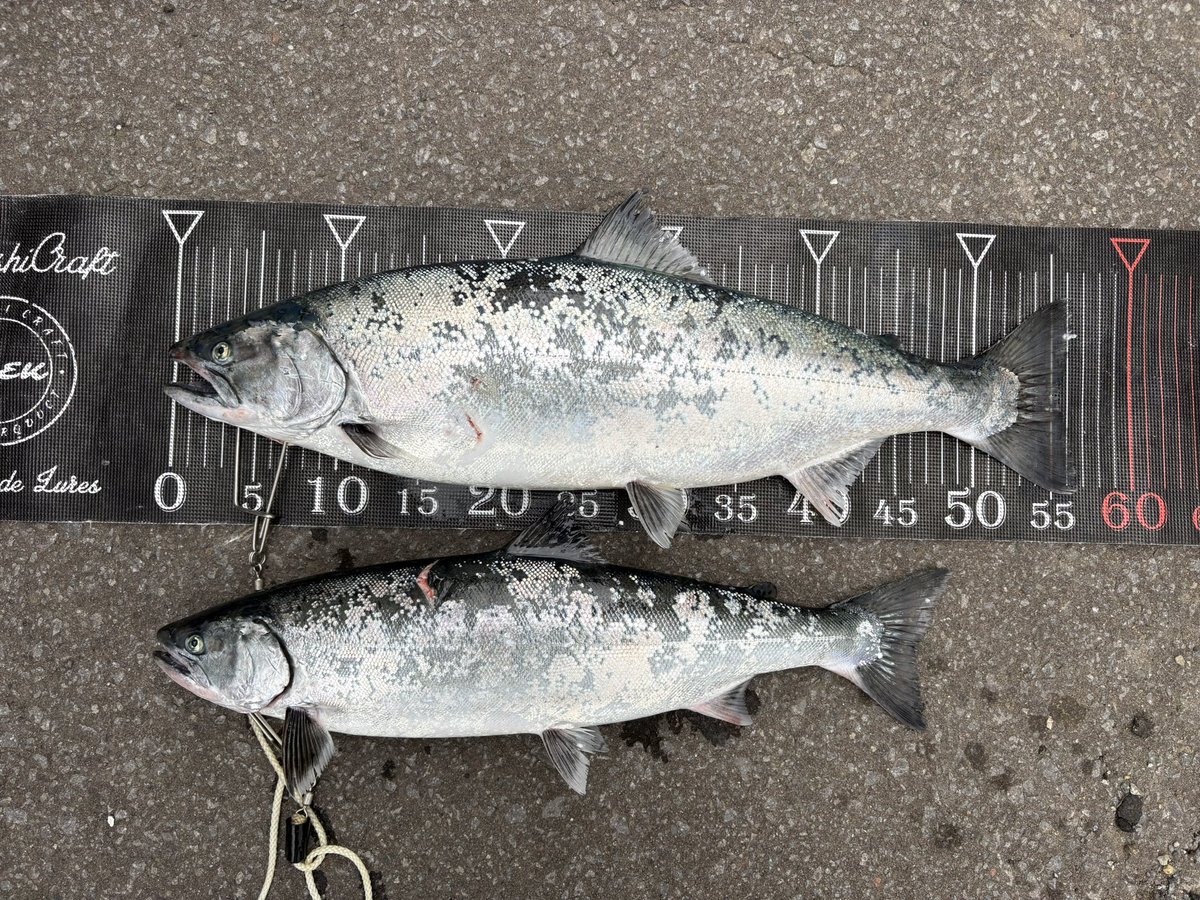 つりモン(ドラグfishing協会タモ入れ係） tweet media