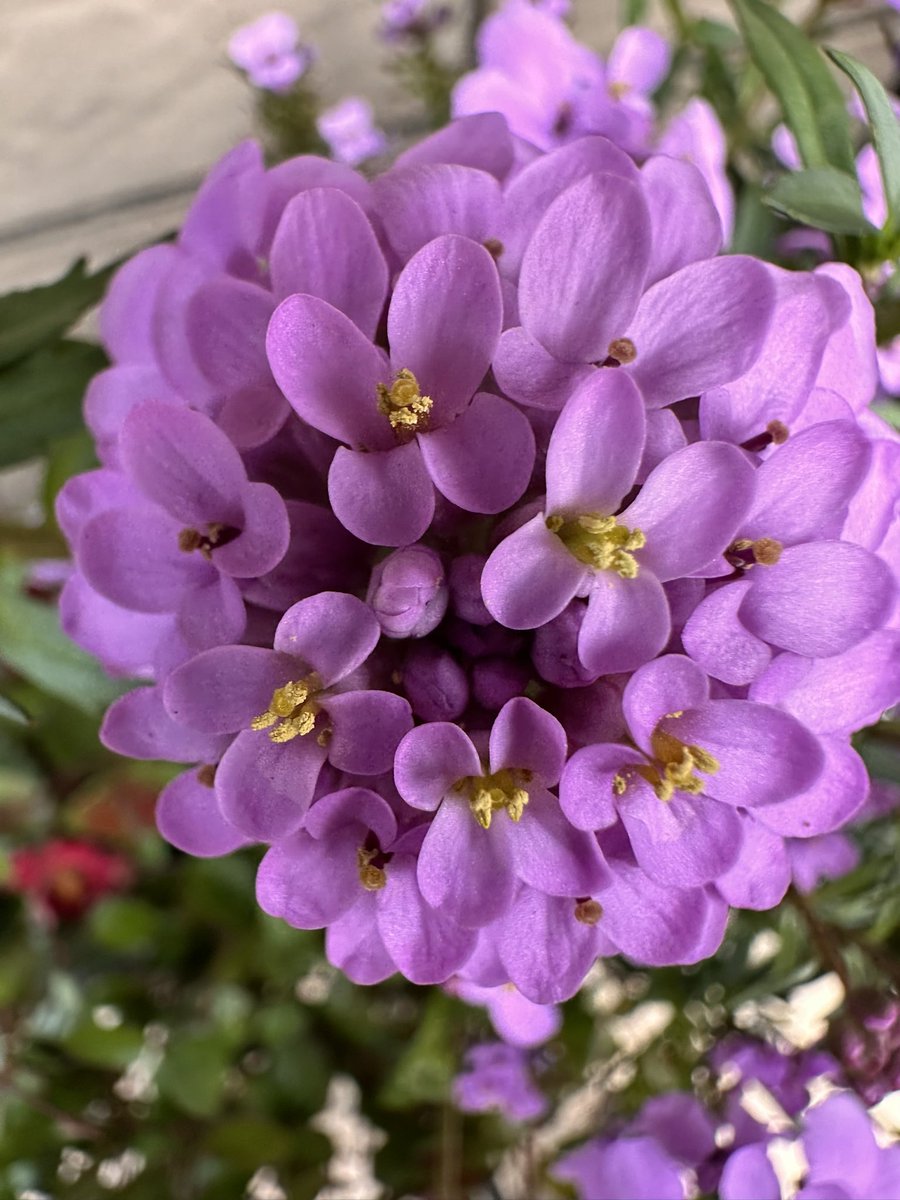 rika_miy's tweet image. おしくらまんじゅう😀

良い1日を!!

#pushandshove #おしくらまんじゅう #warm #暖かい #fun #楽しい #flowers #花