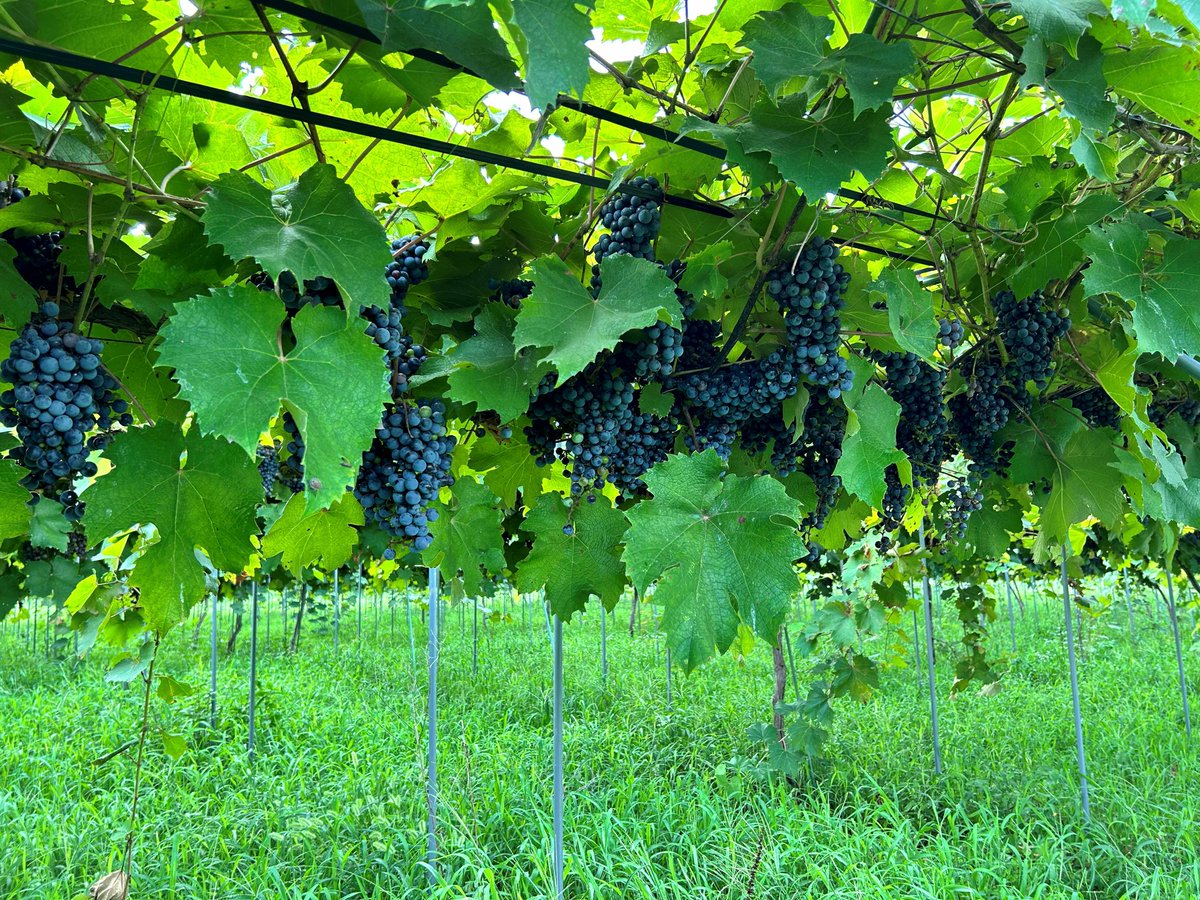 太陽ホールディングス株式会社 tweet media