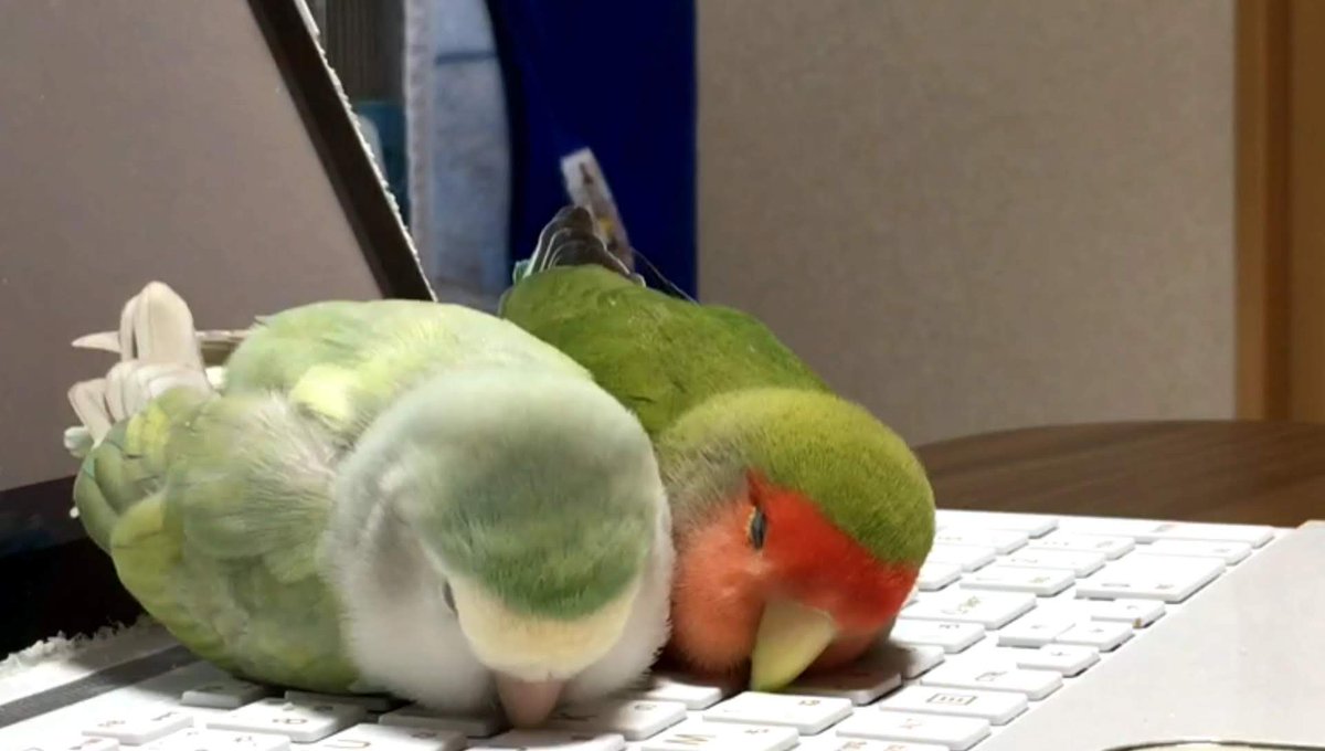 ACOあっこ tweet media