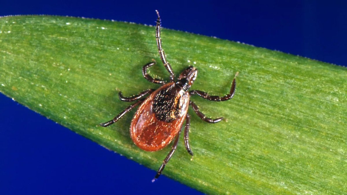 NVICLoeDown's tweet image. New Lyme Disease Vaccine? What to Know and How to Prepare 
Link: ow.ly/yT2c50YNN1q

Rather than reacting out of fear, many people choose to focus first on practical, day-to-day prevention strategies.  

#LymeDisease #TickPrevention #HealthTips #InformedConsent #PublicHealth