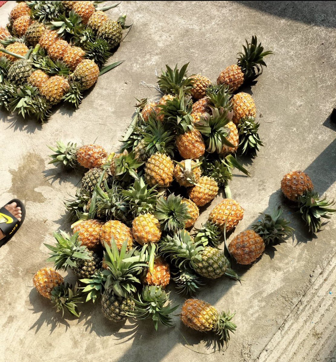 桃太郎 tweet media