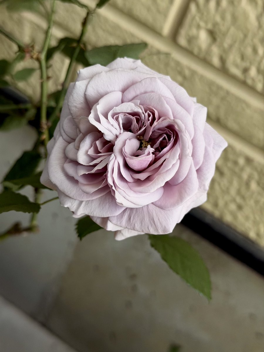 あげは tweet media