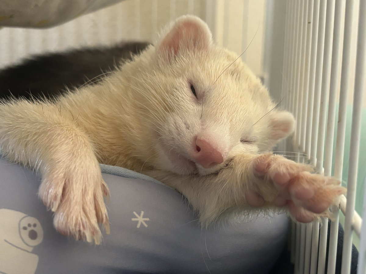 ｽｲﾖｽｲﾖ……💤