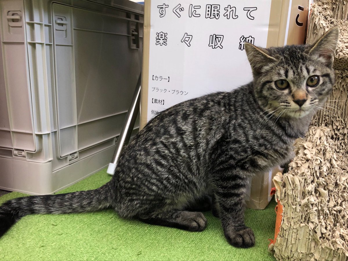 保護猫カフェ あいきゃっと tweet media