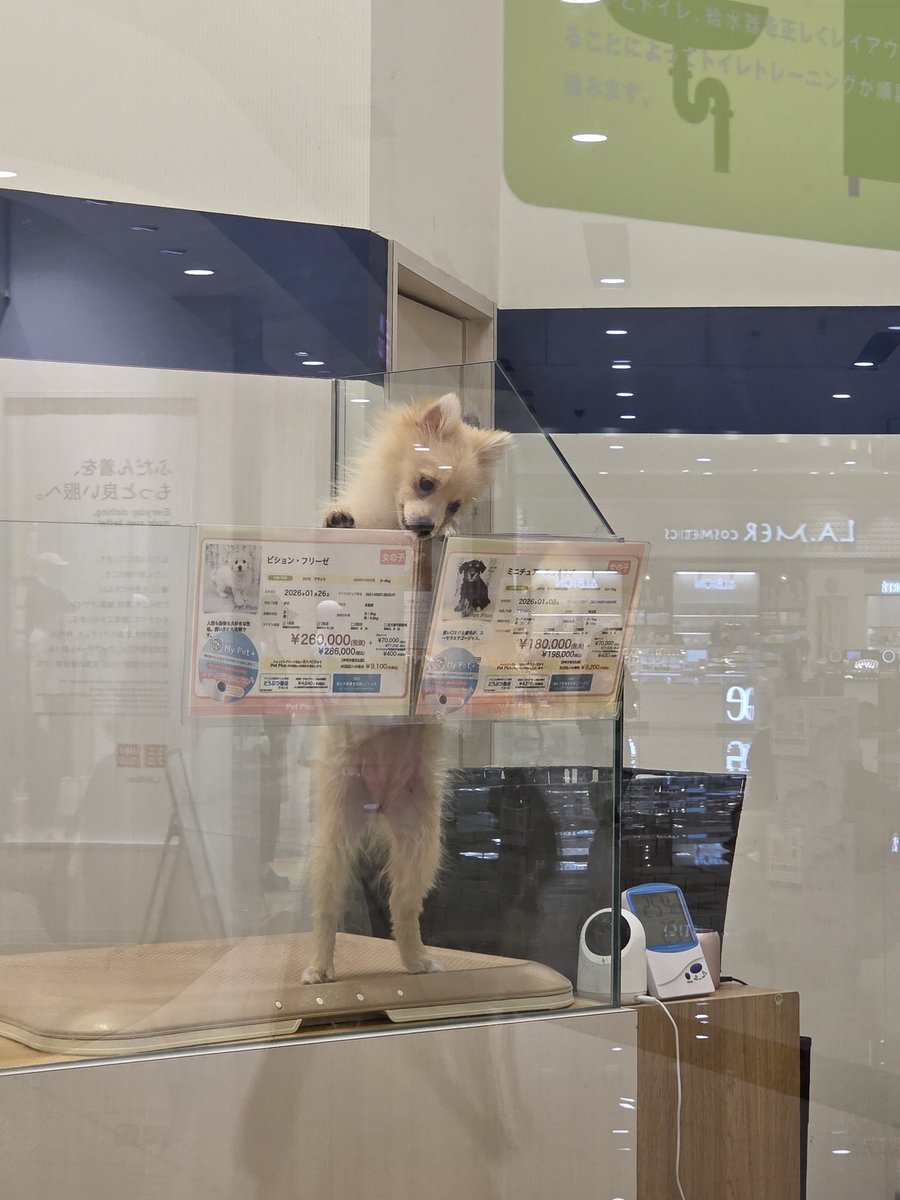 パンタグラフ tweet media