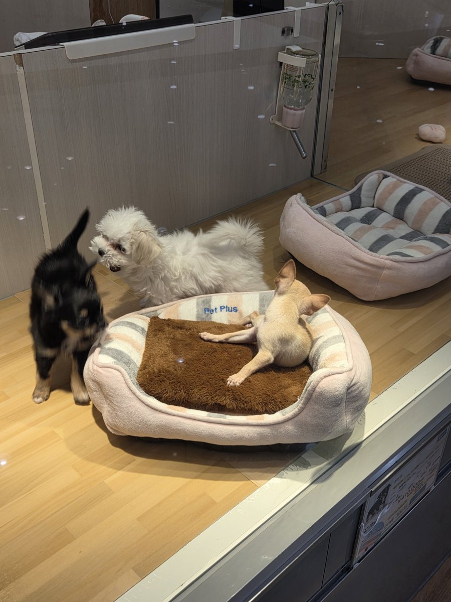 パンタグラフ tweet media