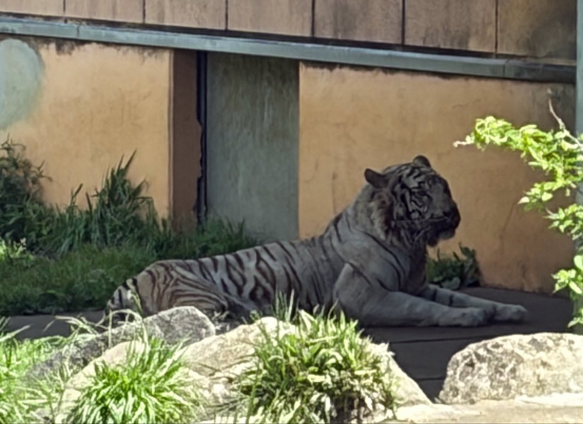 sFit287O4o55606's tweet image. ナイトゥ🐯😎✨️

 #伊豆アニマルキングダム
#ナイト