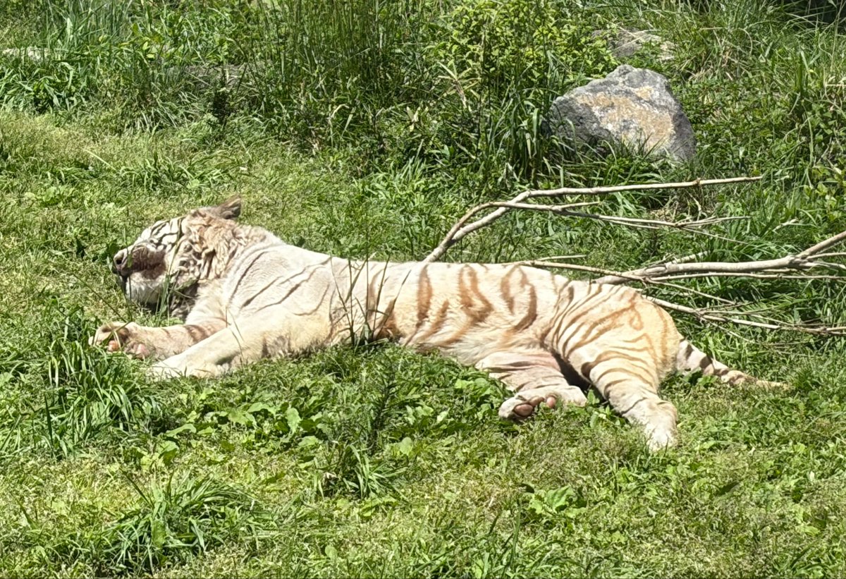 sFit287O4o55606's tweet image. ナイトゥ🐯😎✨️

 #伊豆アニマルキングダム
#ナイト