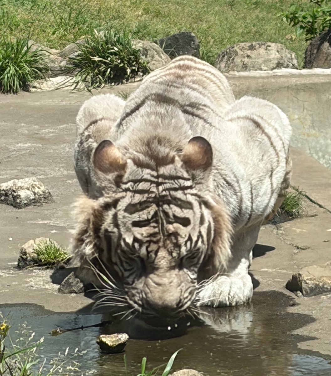 sFit287O4o55606's tweet image. ナイトゥ🐯😎✨️

 #伊豆アニマルキングダム
#ナイト