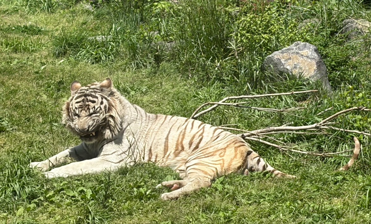 sFit287O4o55606's tweet image. ナイトゥ🐯😎✨️

 #伊豆アニマルキングダム
#ナイト