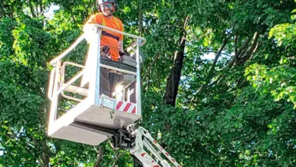 treefellas1's tweet image. How Trimming Improves Sunlight &amp;amp; Airflow?

Overgrown branches block light and trap moisture. Trimming opens the canopy for better balance.

✔️ More sunlight below
✔️ Better airflow
✔️ Less mold &amp;amp; disease riskHealthy cuts keep trees
strong.

#TreeTrimming #TreeCare #HealthyTrees