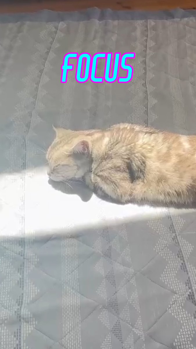 neco_switch966's tweet image. 猫ちゃんがうまいこと日なたを見つけて～🥰 #ねこ #cat #kitty #アメショ #vlog
youtube.com/shorts/7IhXSy1…