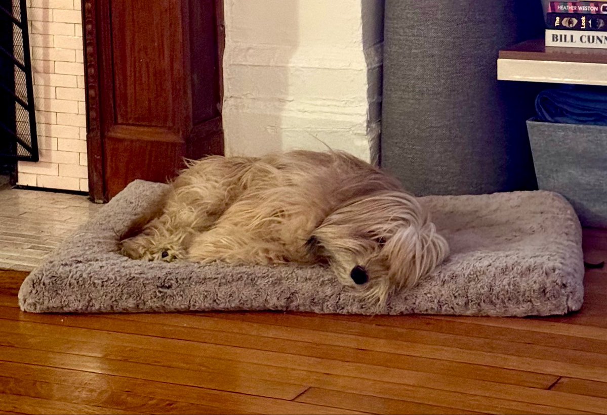 Sophie Vershbow tweet media