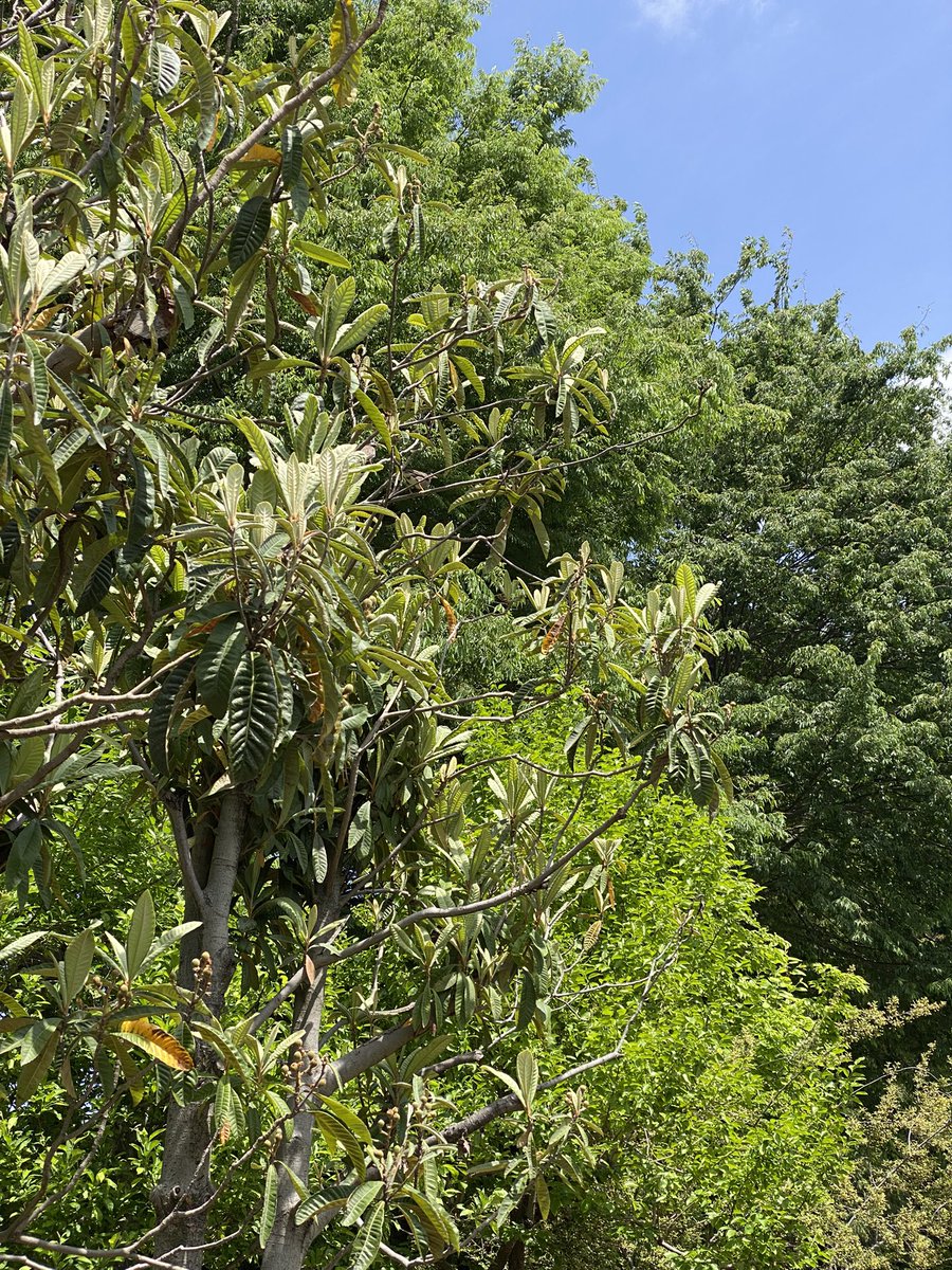 アンダーシュート🍃 tweet media