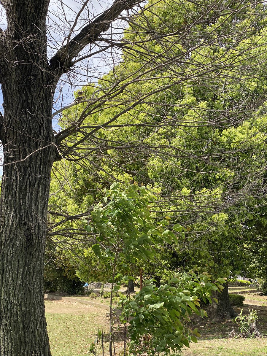 アンダーシュート🍃 tweet media