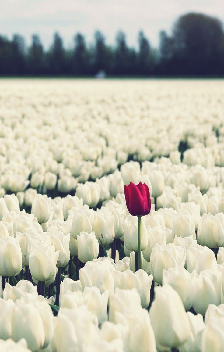 Only Tulips tweet media