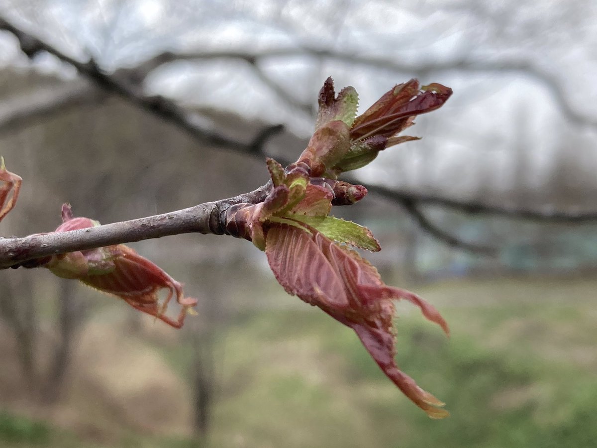 【お知らせ】

美唄市東明公園の４月２1日(火)時点の桜です。少しずつ蕾が開いてきました。
さくらまつり当日には見頃を迎えられそうです。

随時、開花状況を発信していきますので、ぜひご覧ください。
