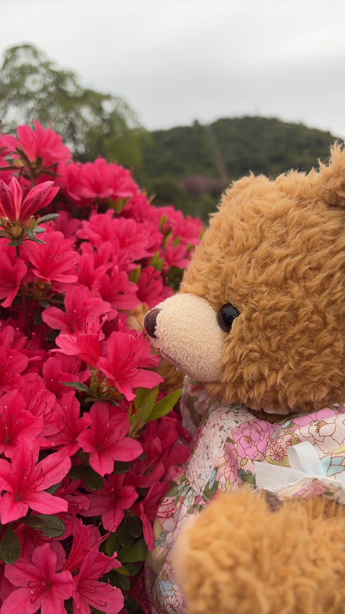 izuteddy's tweet image. 伊東市にある
小室山のツツジが綺麗に咲いたのでメロディはお散歩へ行ってきたよ🎵

#伊豆テディベアミュージアム　
#伊東市　
#teddybear 
#ツツジ 
#小室山