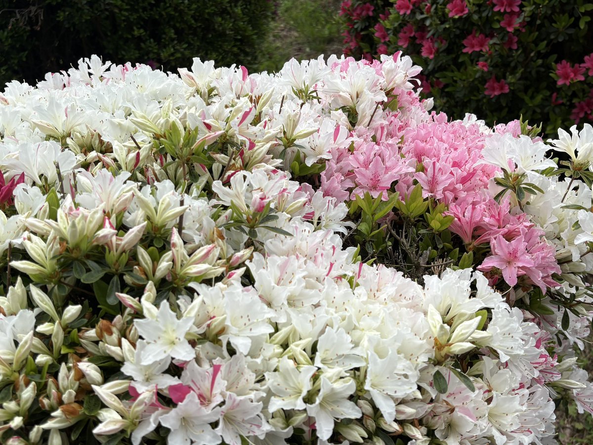 izuteddy's tweet image. 伊東市にある
小室山のツツジが綺麗に咲いたのでメロディはお散歩へ行ってきたよ🎵

#伊豆テディベアミュージアム　
#伊東市　
#teddybear 
#ツツジ 
#小室山