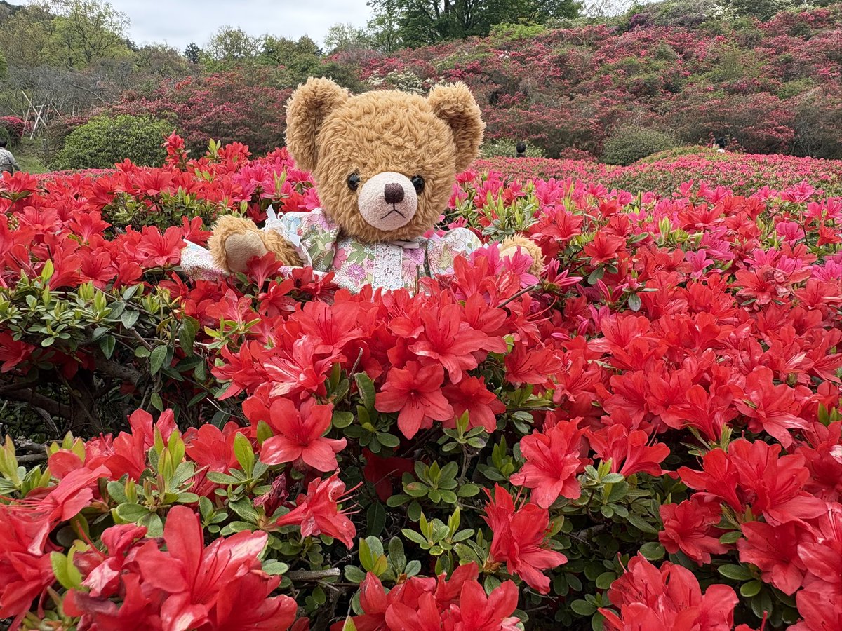 izuteddy's tweet image. 伊東市にある
小室山のツツジが綺麗に咲いたのでメロディはお散歩へ行ってきたよ🎵

#伊豆テディベアミュージアム　
#伊東市　
#teddybear 
#ツツジ 
#小室山