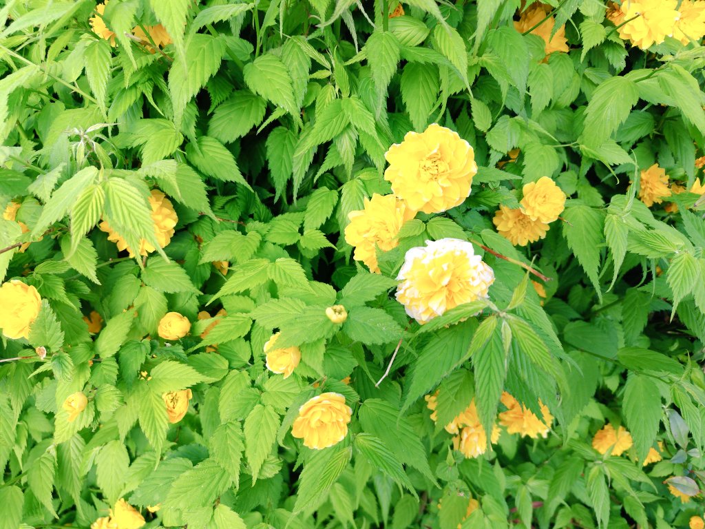team20190823's tweet image. Ture people say manure mud.
We manure are the wake.
Camera is wake.
Turn me wave.
◐◑◑◑◐...

言葉にはならない言葉も、あるね。

#photo 
#flowerphotography 
#graphic