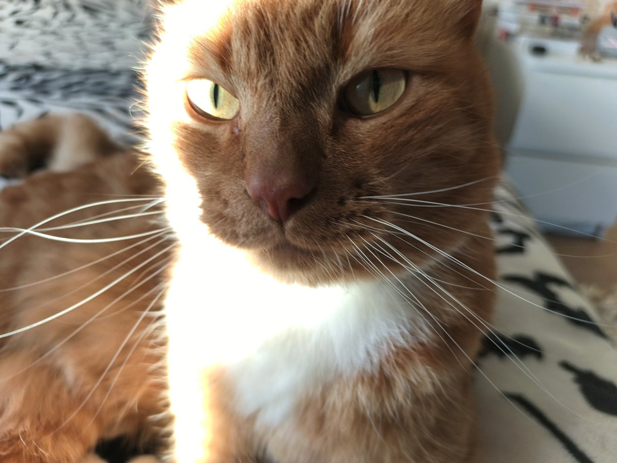 🪽ʙᴇᴛхозᴀʙᴇᴛный ᴀнᴀᴩхиᴄᴛ🪽 tweet media