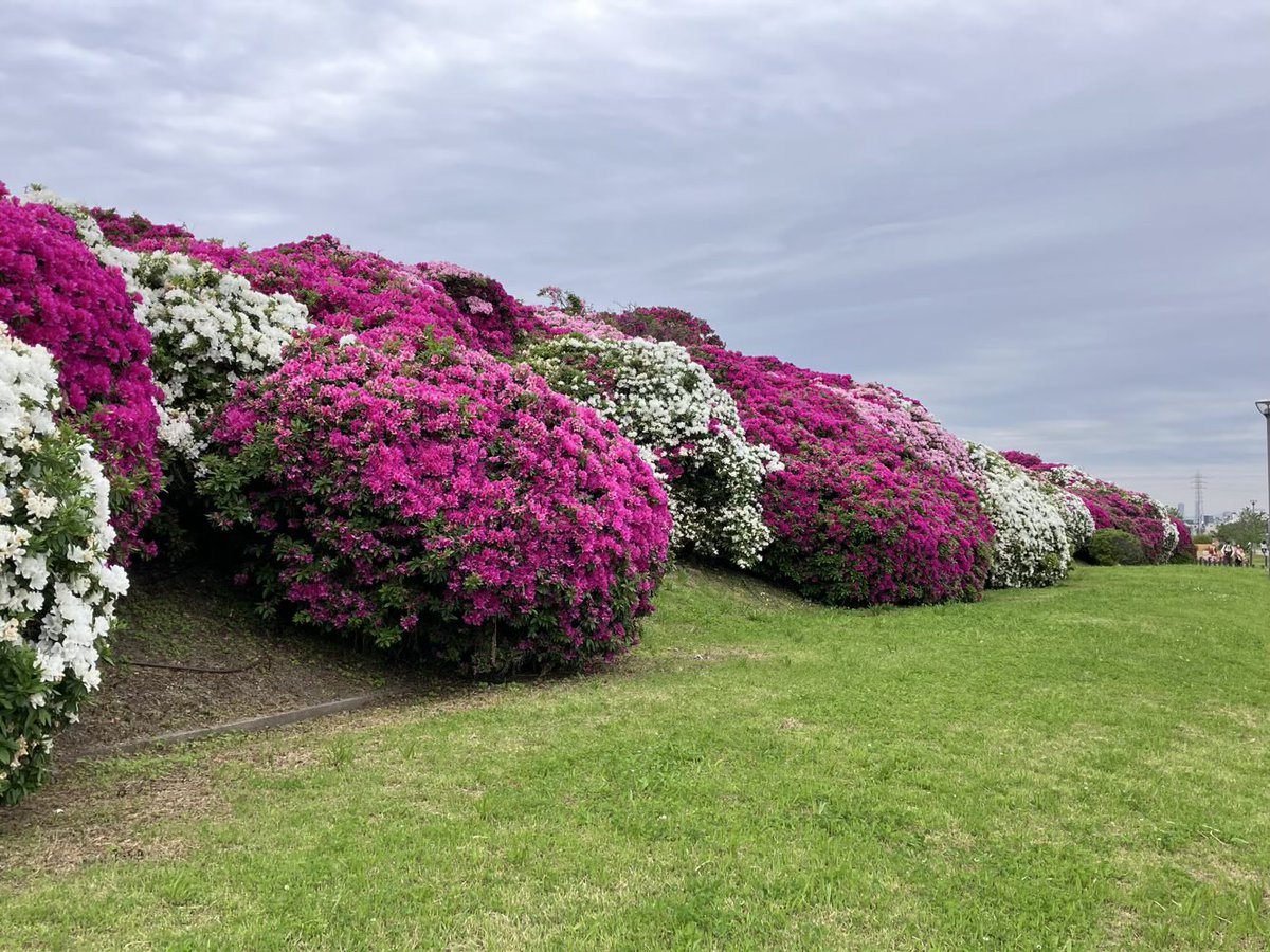 大和川のツツジがエグいくらい咲いてる
