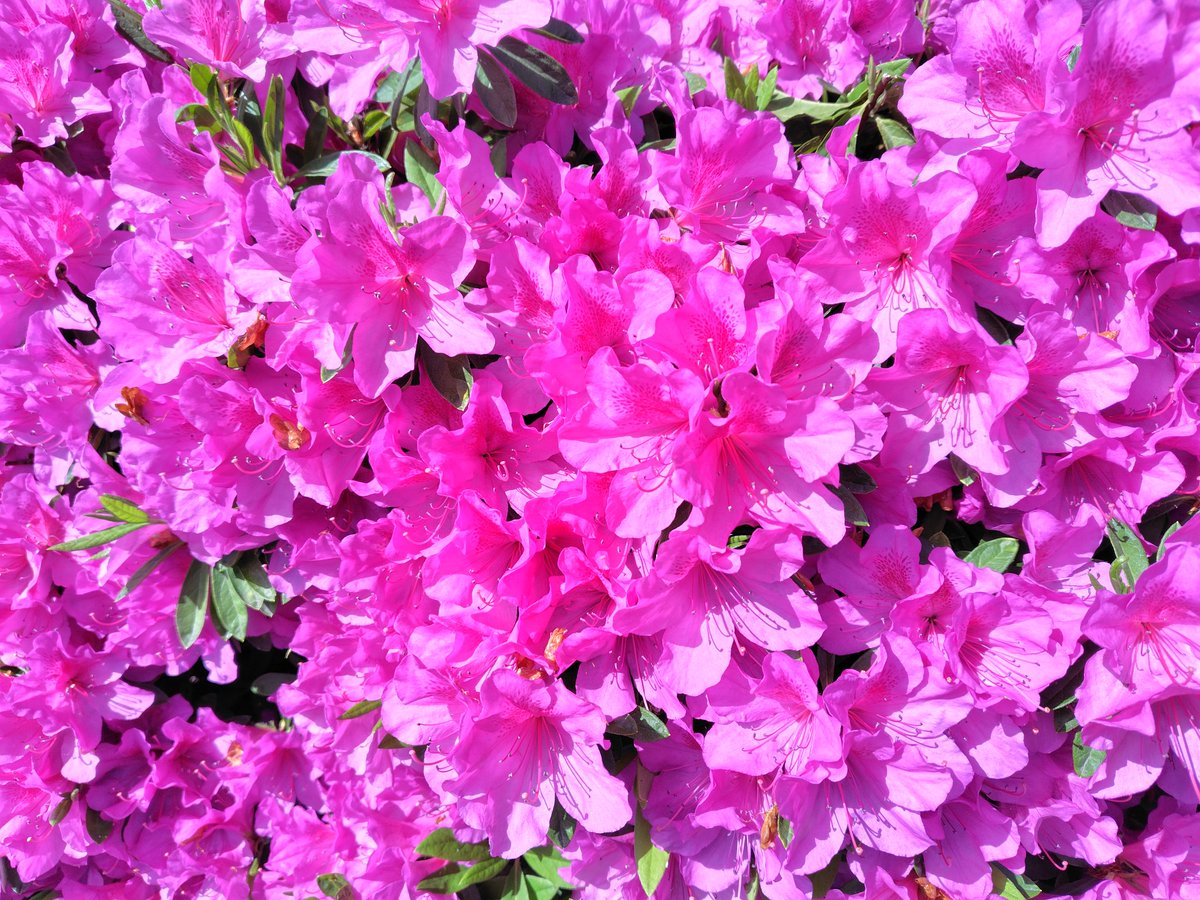 ツツジ

花言葉は
「節度」「慎み」

ツツジが満開ですねぇ⸜(๑ ॑꒳ ॑*๑)⸝