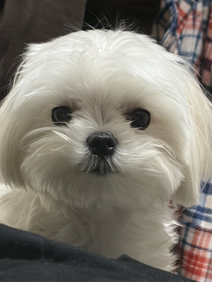 개찹쌀 tweet media