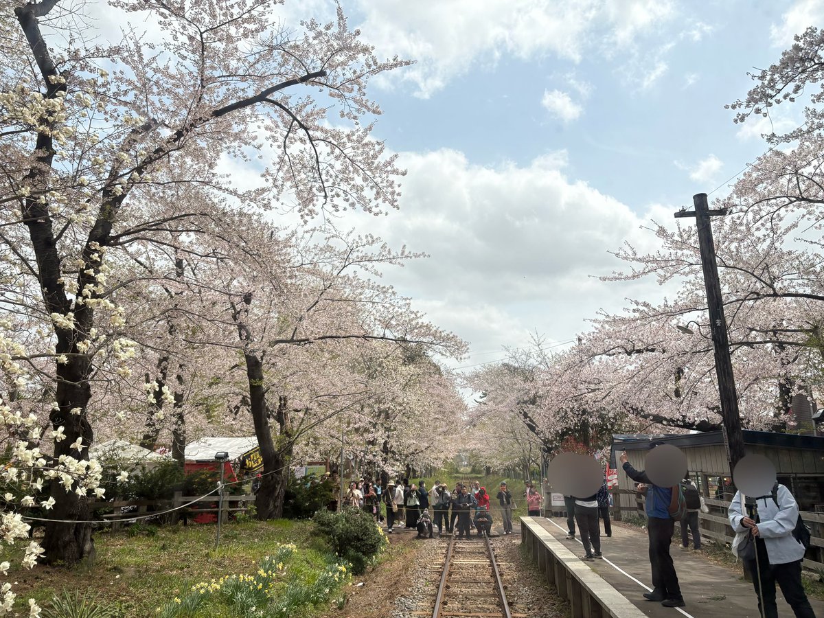 tsugaruhantoat's tweet photo. たなおです。

乗務中に撮影している為、
満開の園内の写真が撮れず
申し訳ありませんが、
#津軽鉄道 #芦野公園駅
#芦野公園 #桜のトンネル
本日12時現在の様子です。

明日から #金木さくらまつり が
始まります♪※29日まで

ぜひこの週末も芦野公園へ。

#五所川原市
#津軽半島観光アテンダント https://t.co/gOUbR0tdOZ