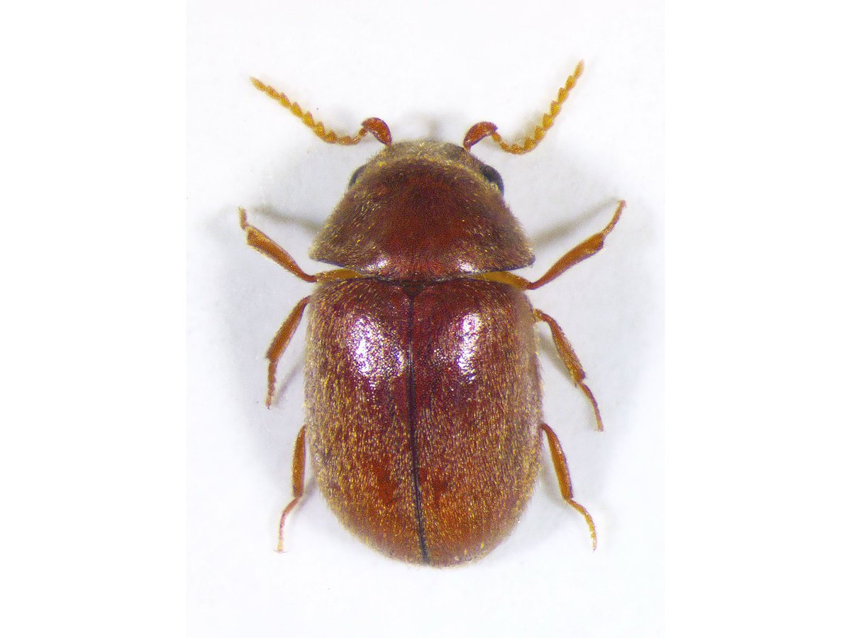 橋広バロン幸之助🇯🇵MJGA💫 tweet media