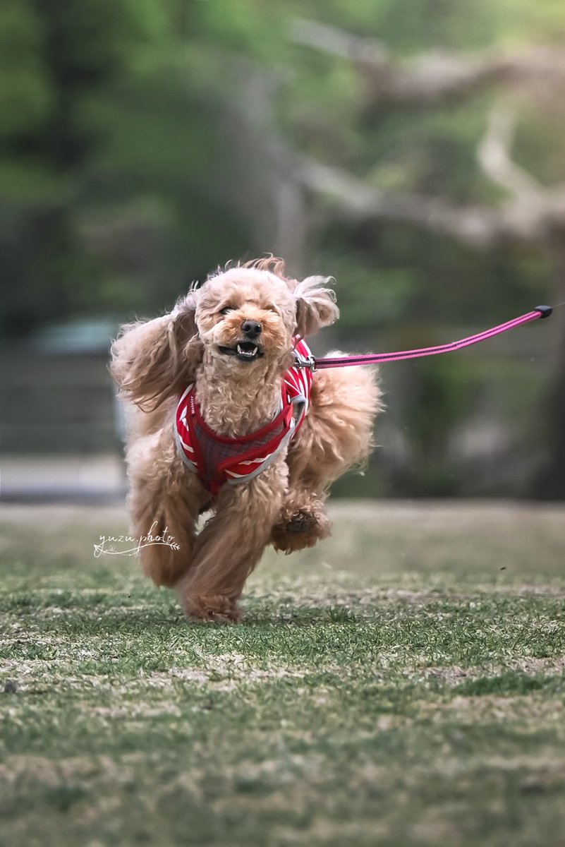 🫧yuzu🐶︎︎︎︎📸 tweet media