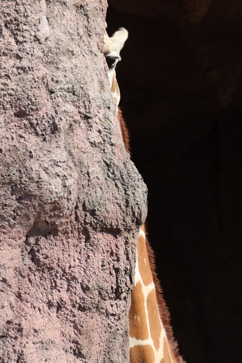 アフリカンサファリ【公式】 tweet media