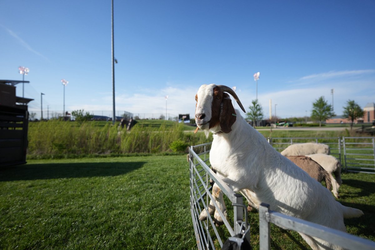 PurdueSports's tweet photo. Was a goat takeover at the ballpark today.

🐐 5 homers
🐐 New team single-season RBI record
🐐 New single-season hits record 
🐐 Softball Safari Petting Zoo https://t.co/JSTKIcYEHK