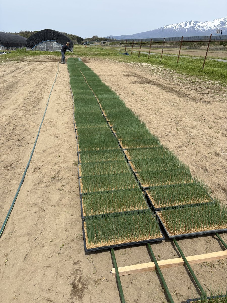 サク山ヤス次郎🦍 tweet media