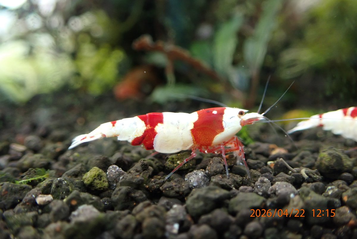 葬送のgozilla@やまちゃん tweet media