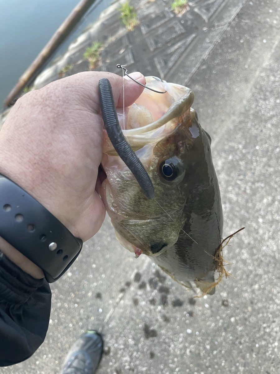 Bousou_Shingo's tweet photo. 高滝湖で朝練！

とりあえず1尾釣れてくれた！

竹にカバーに絡まってたブラーモも2個回収✌️

ブラーモはボロボロになるまで使い続けられるので遠慮なく使わせていただきます！

#高滝ダム #センコー https://t.co/4OkCIgpypF