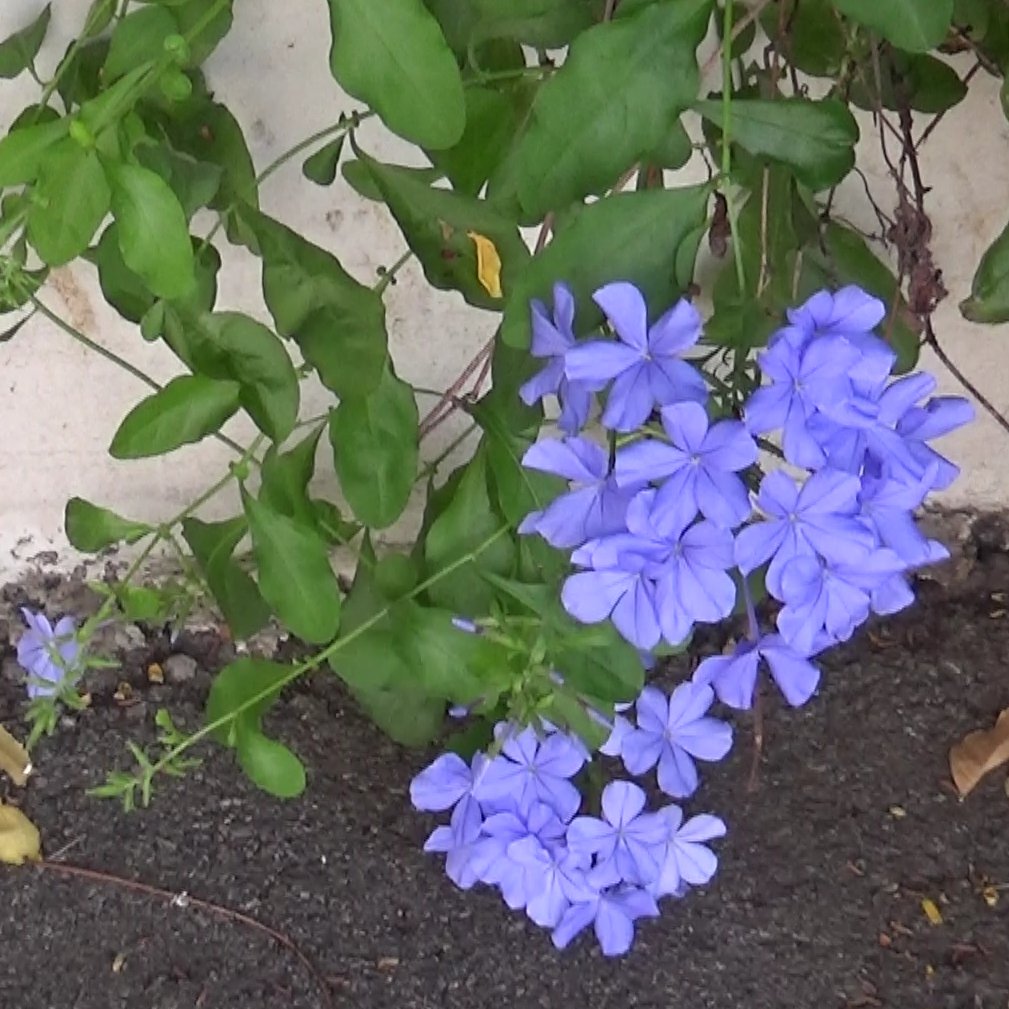 Splendor at the edge of the forest tweet media