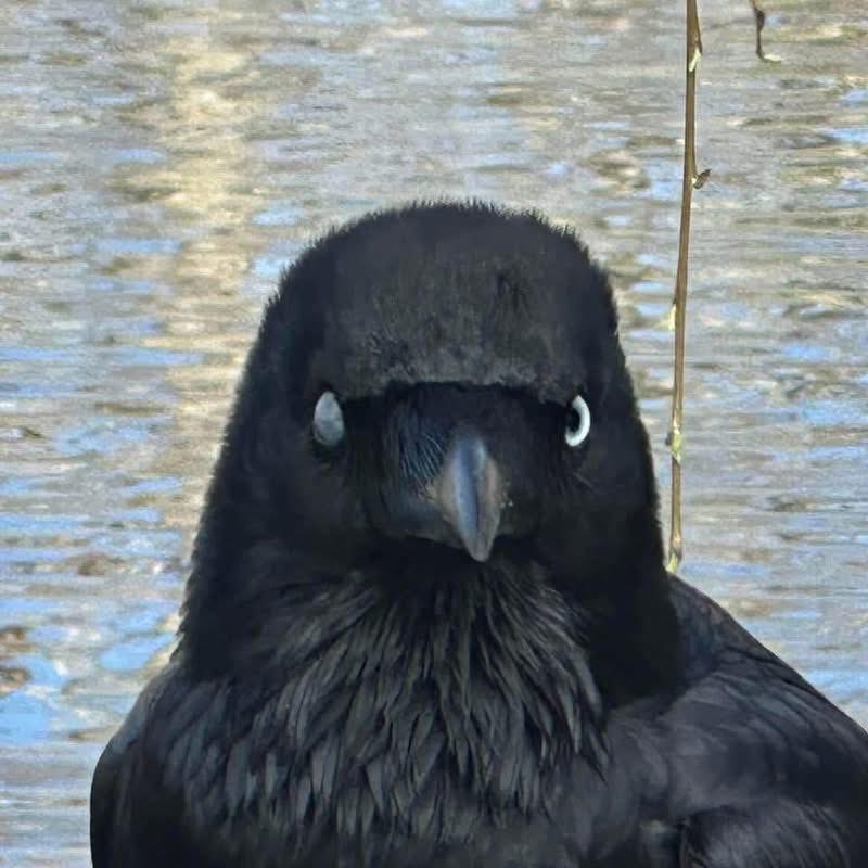 schitzoziris's tweet image. Australian #Health Minister #MarkButler gets a Free Meal Sponsored by #Westpac, the Bank a Royal Commission into Banking found knowingly stole Billions from Customers &amp;amp; knowingly Laundered Billions more for Child Traffickers, Pornographers &amp;amp; Organised Crime ! No Executive Charged