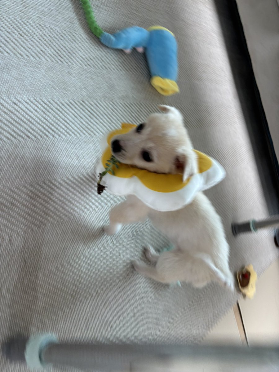 도토리 tweet media