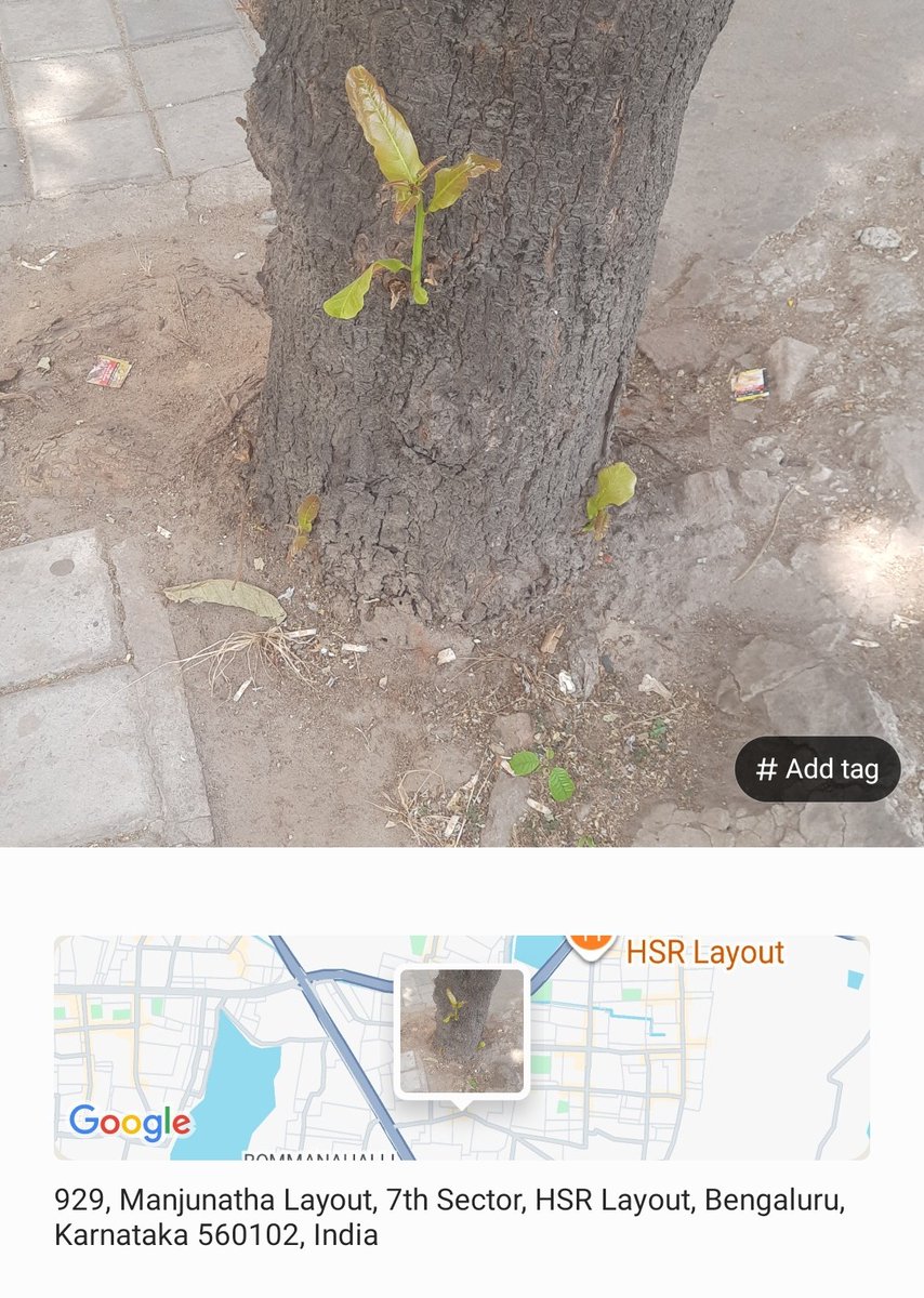 #WorldEarthDay #EarthDay2026
In blatant violation of the National Green Tribunal (NGT) order mandating a 1-meter buffer around trees, <a href="/GBA_office/">Greater Bengaluru Authority</a> authorities are destroying trees in Bengaluru. This reckless action is harming our environment and green cover.
#SaveTreeFromConcrete