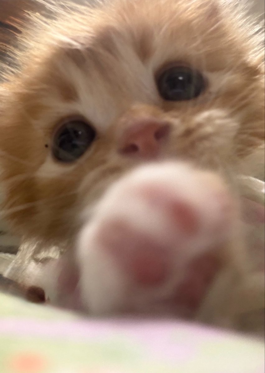 째앙금 tweet media