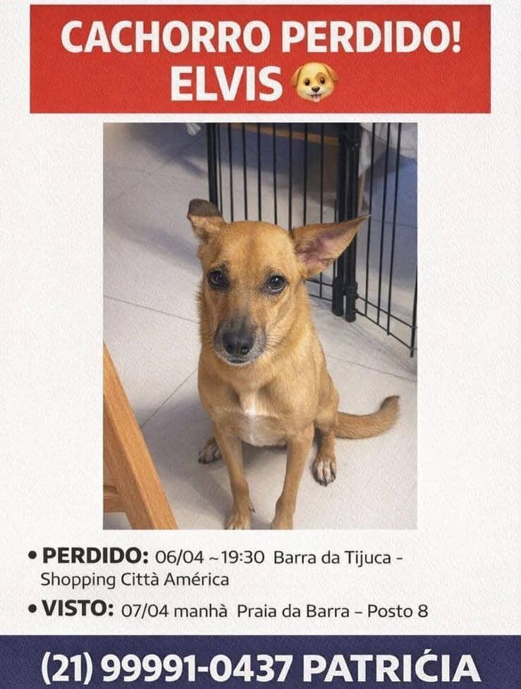 taquararjnews's tweet photo. 🐶 PROCURA-SE DOGUINHO NA TAQUARA https://t.co/nuKkHffnLQ