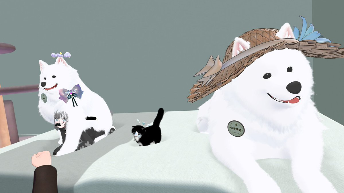 念願のもっちんぐキャット&サモエドカフェのコラボ営業にお邪魔してき