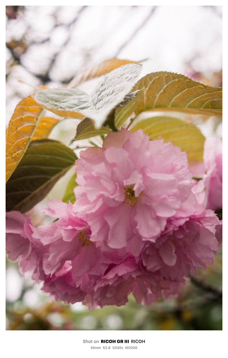 machizo330's tweet image. 雨降り後の八重桜
・
・
・
#griii #リコー #ricoh #ricohgr3 #grsnaps #ricohgr_taiwan #tokyocameraclub