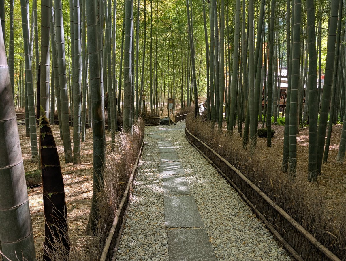 2qV4MuQGkolWHGJ's tweet image. #Five のロケ地から近いと気付き急遽  #報国寺 さんへ🫡
しかし、2ヶ月前の記憶なのであやふや💦
ここだと思って座ったら隣の席でした😂😂

 #櫻井翔の幸せごぜん