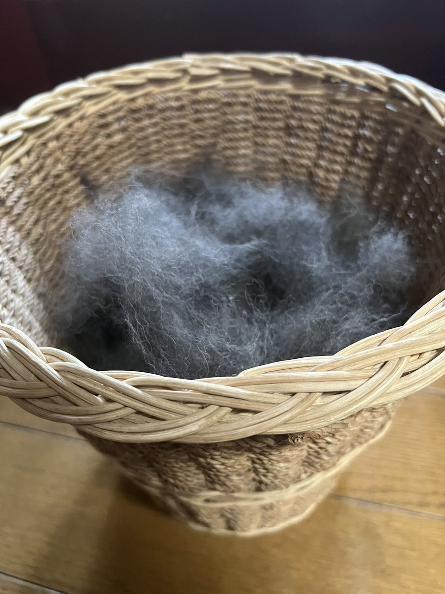 blacksnowsiba's tweet photo. 我が家の14歳の黒柴ちゃん、毎回こんなに抜けるんですが、これ普通？？

白柴君はこんな抜け方しないんですが。

#黒柴　#換毛期　#柴犬 https://t.co/AWmQUN7yQT