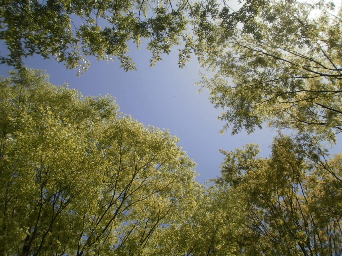 カエデ tweet media