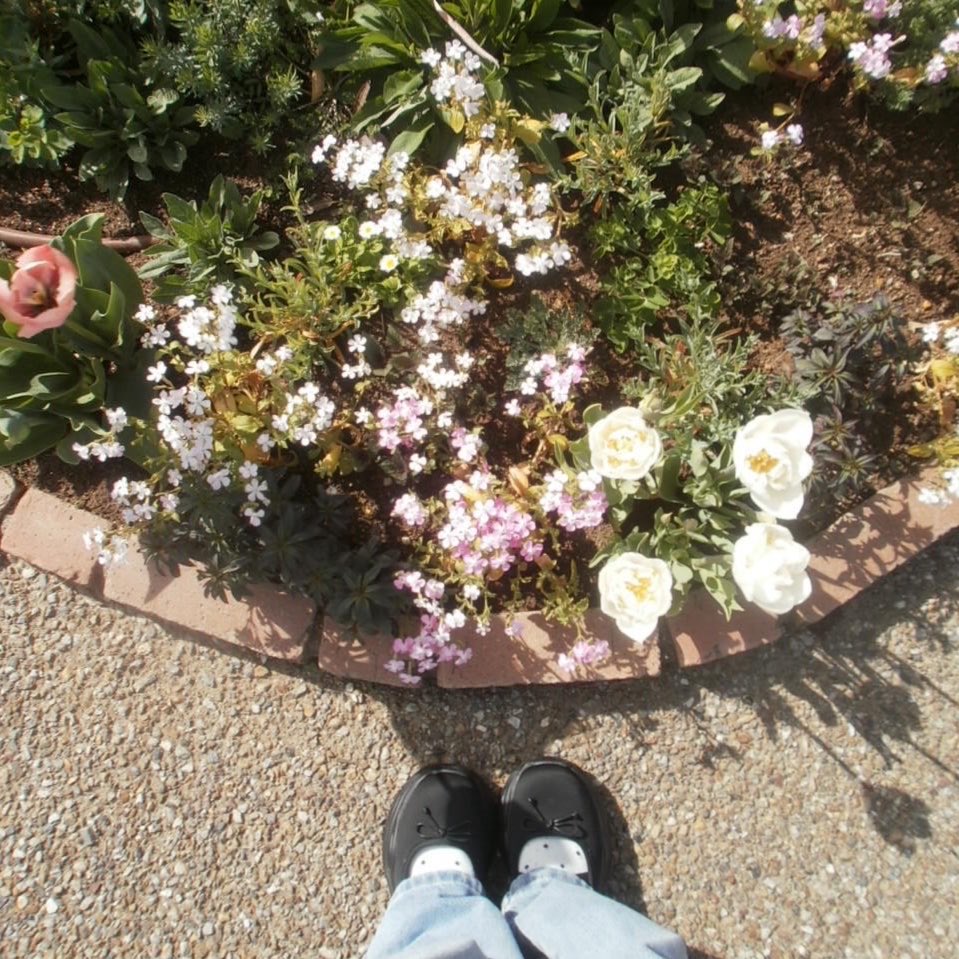 カエデ tweet media